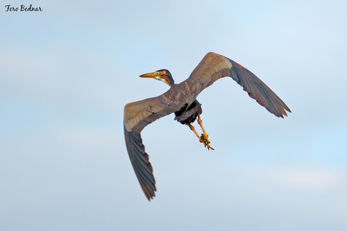 Ardea purpurea