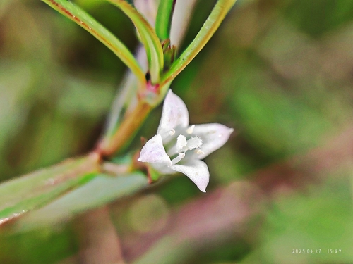 Spreading hedyotis