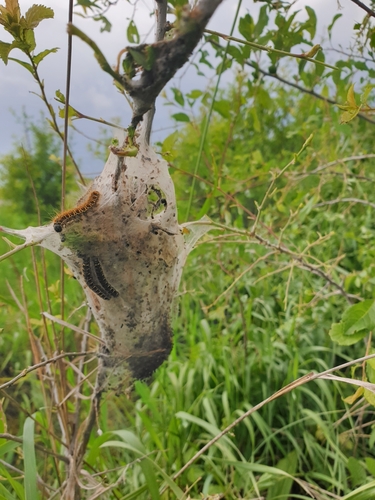 Small Eggar
