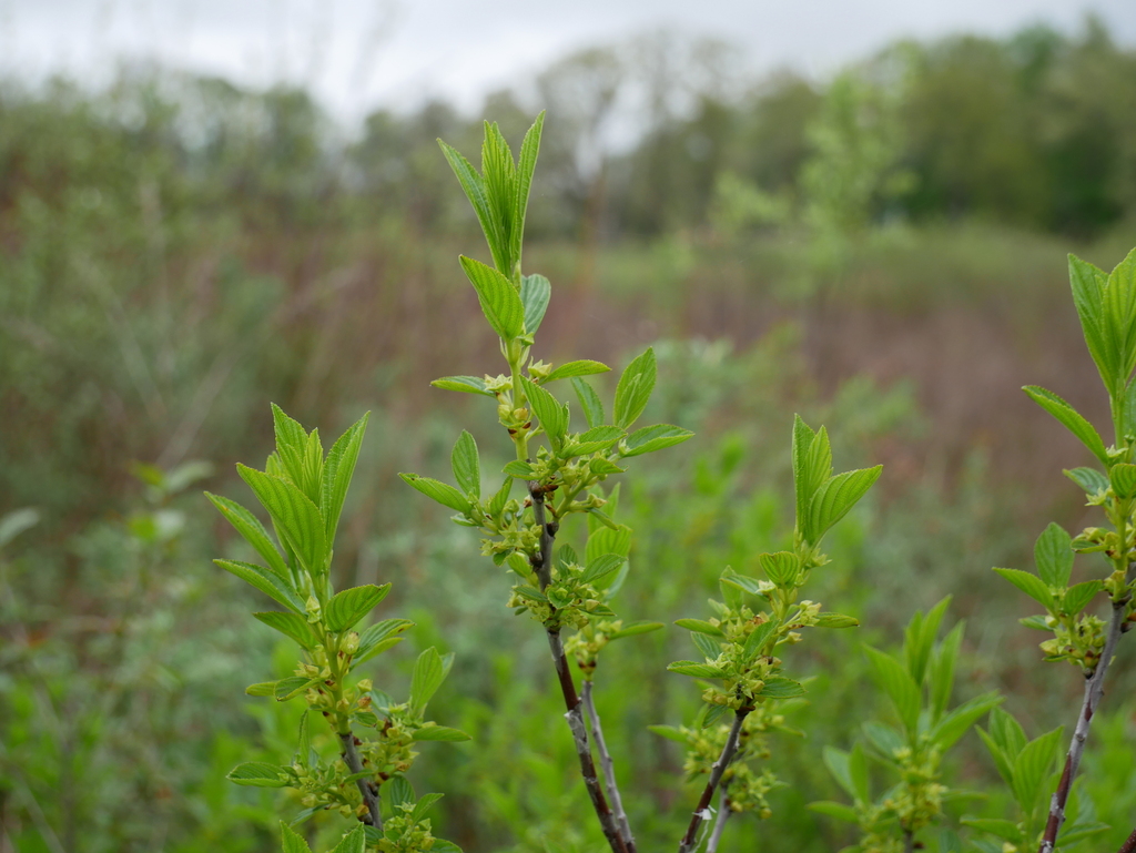 Alderleaf Buckthorn from LaGrange County, IN, USA on May 22, 2020 at 11 ...