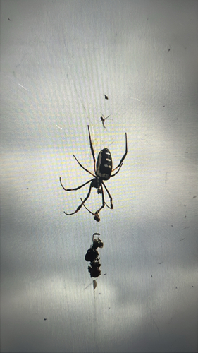 banded-legged golden orb-web spider