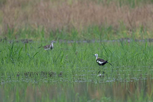 Pheasant-tailed Jacana