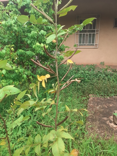 Coffee Senna