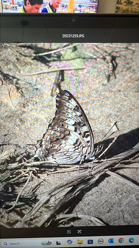 Variegated Princess