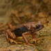 North Borneo Stream Toad - Photo (c) J.P. Lawrence, all rights reserved, uploaded by J.P. Lawrence