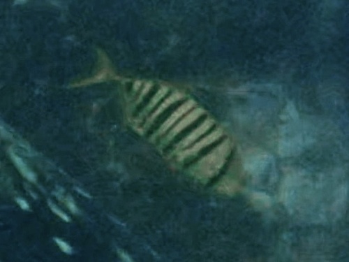 Gnathanodon speciosus
