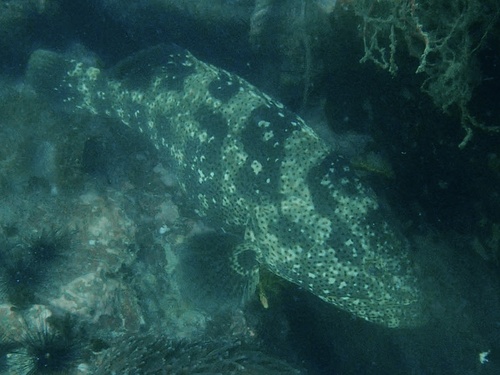 Epinephelus malabaricus
