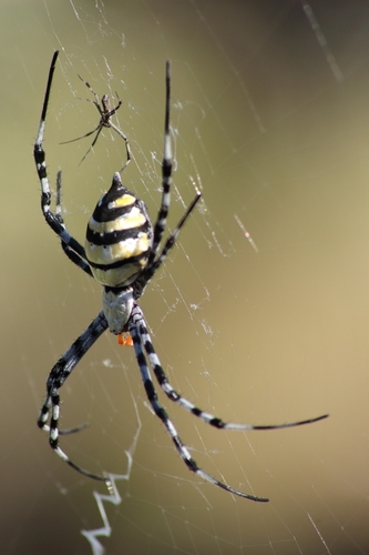 Argiope coquereli