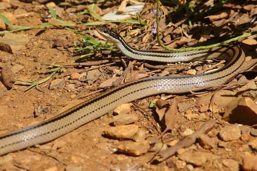 Four-striped Snake