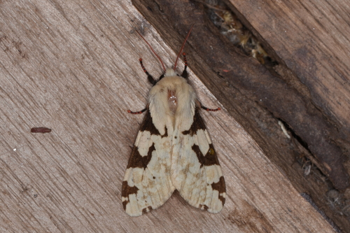 Disparctia varicolor