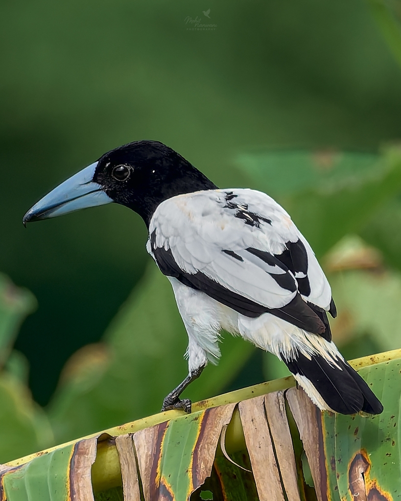 Hooded Butcherbird photo