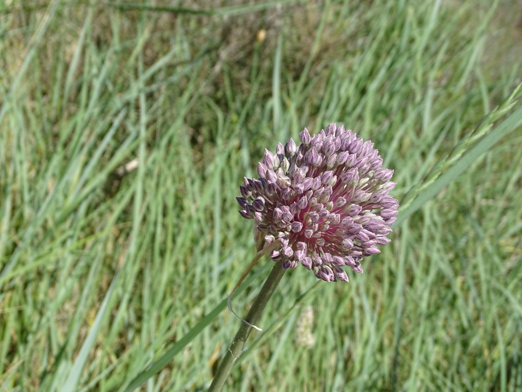 Allium porrum
