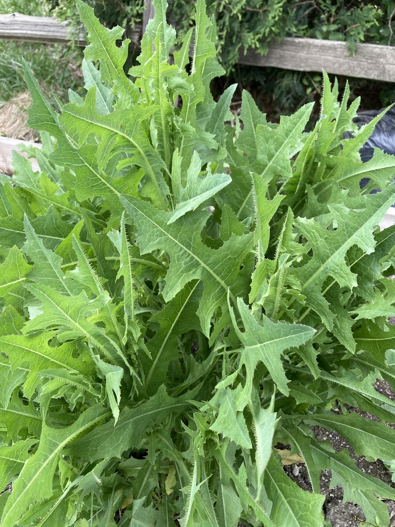 Lactuca sativa