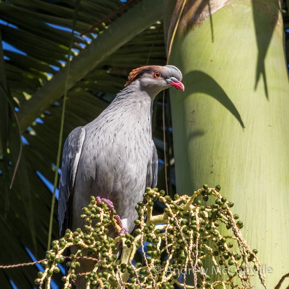 Topknot Pigeon photo