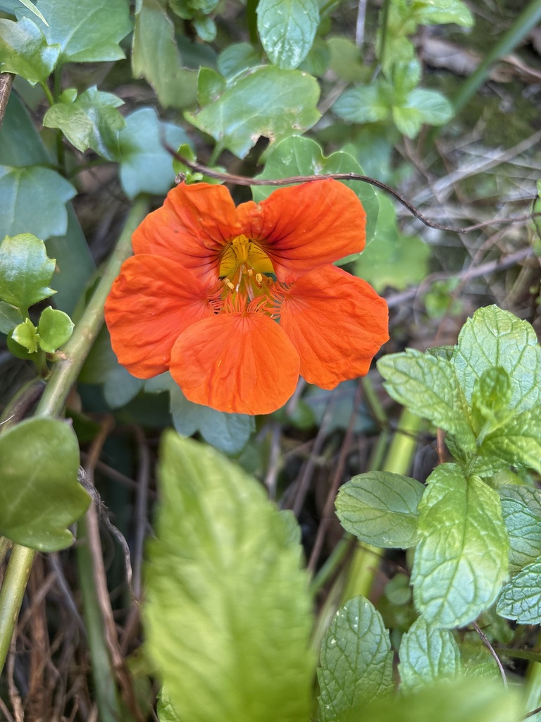 Tropaeolum majus