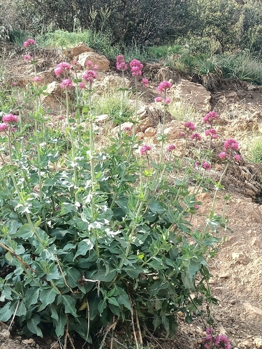 Red Valerian