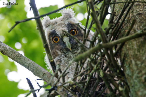 Asio otus