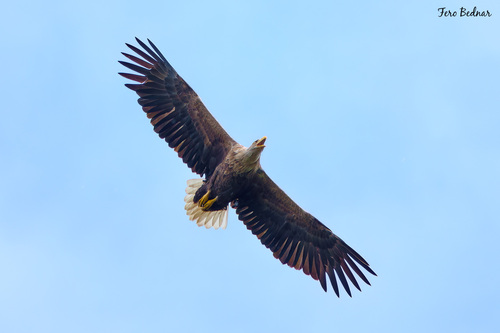 Haliaeetus albicilla