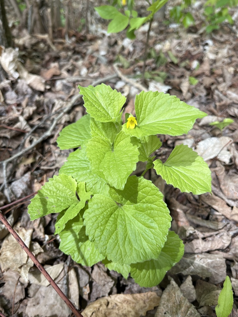 Viola