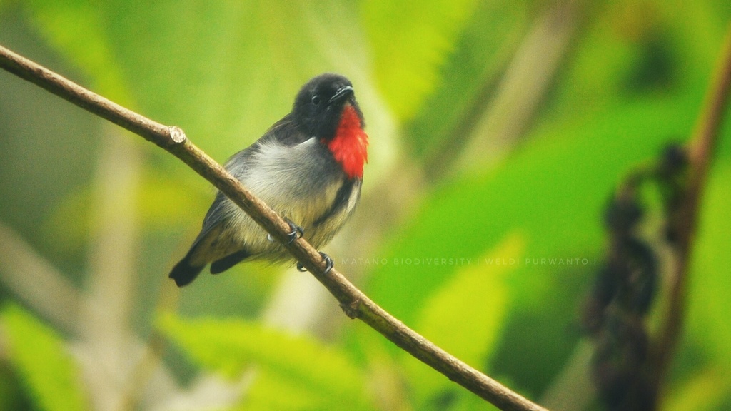 Gray-sided Flowerpecker (Dicaeum celebicum) photo