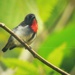Grey-sided Flowerpecker - Photo (c) Weldi Purwanto, all rights reserved, uploaded by Weldi Purwanto