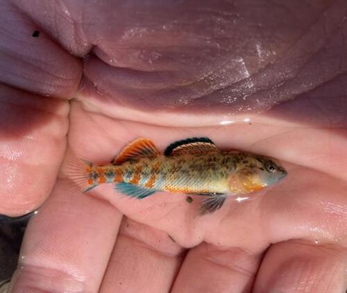 Headwater Darter