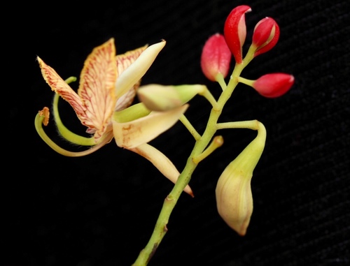 Tamarind
