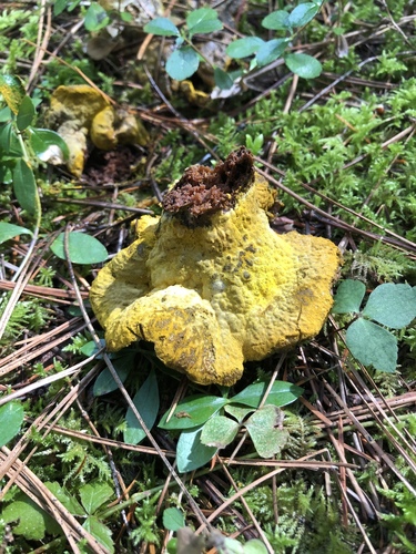 bolete mould
