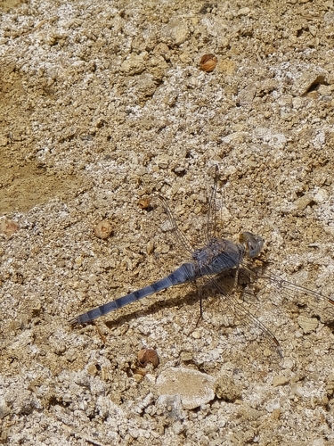 Orthetrum ransonnetii