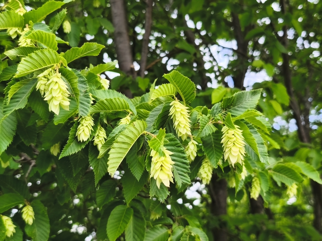 Ostrya carpinifolia