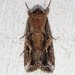 Fall Armyworm Moth - Photo (c) Don Troha, all rights reserved, uploaded by Don Troha