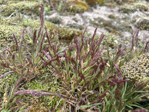 Agrostis rossiae