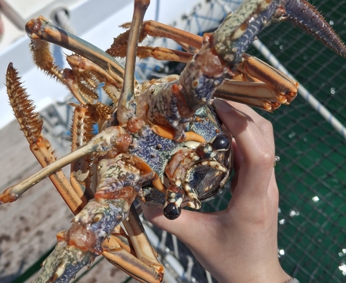 Caribbean Spiny Lobster