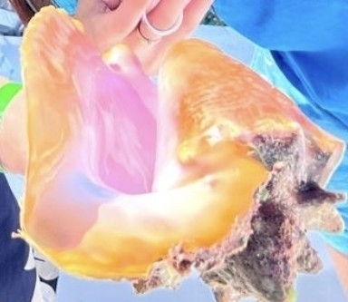Queen Conch