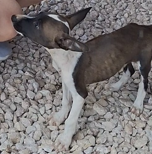 Domestic Dog