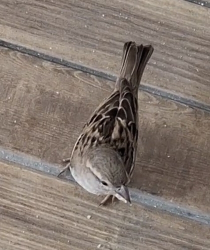 House Sparrow