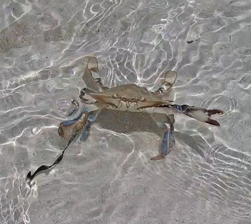 Lesser Blue Crab