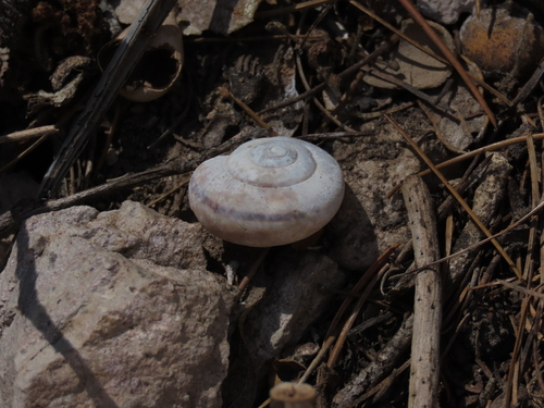 Chiricahua Talussnail
