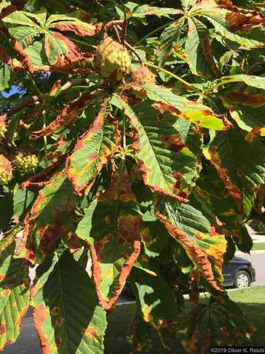 Aesculus leaf blotch