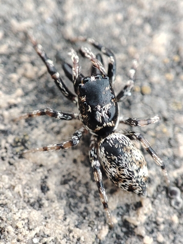 Salticus mutabilis