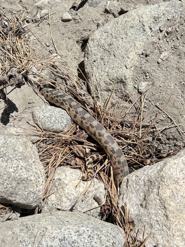 iNaturalist observation photo of Gopher Snake