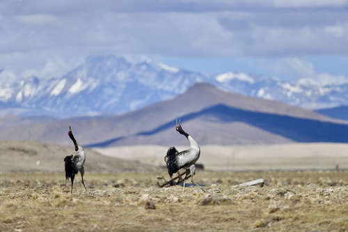 Black-necked Crane