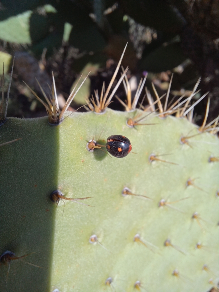 Coccinellidae