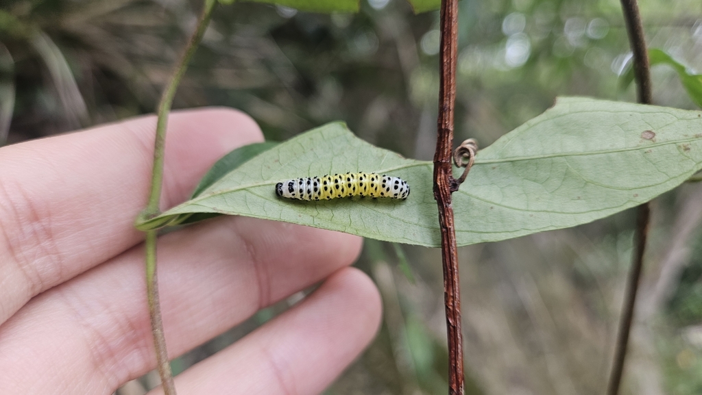 Lepidoptera