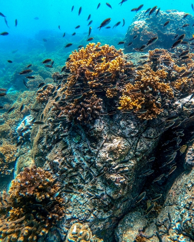 Scissortail Chromis
