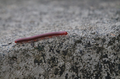 Rusty Millipede