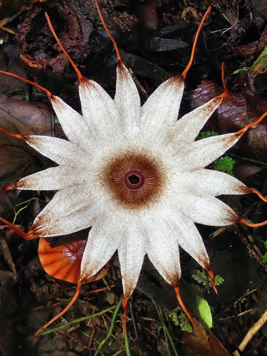Rhizanthes deceptor