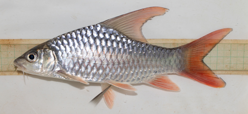 Niger barb