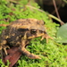 Small-eared Toad - Photo (c) Benjamin Tapley, all rights reserved, uploaded by Benjamin Tapley