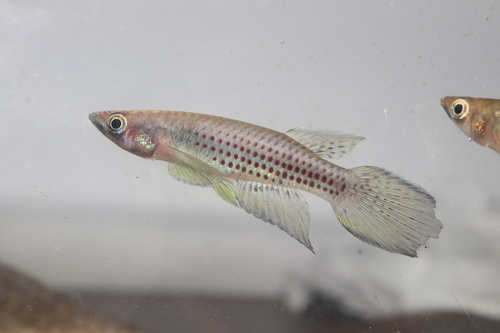Epiplatys chaperi